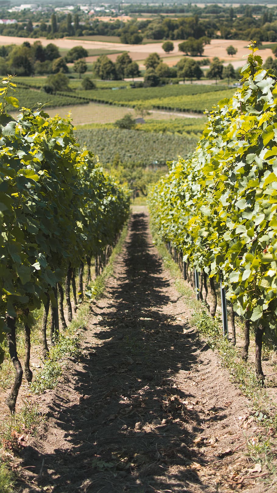 green leafed plants, growth, landscape, agriculture, vineyard HD wallpaper