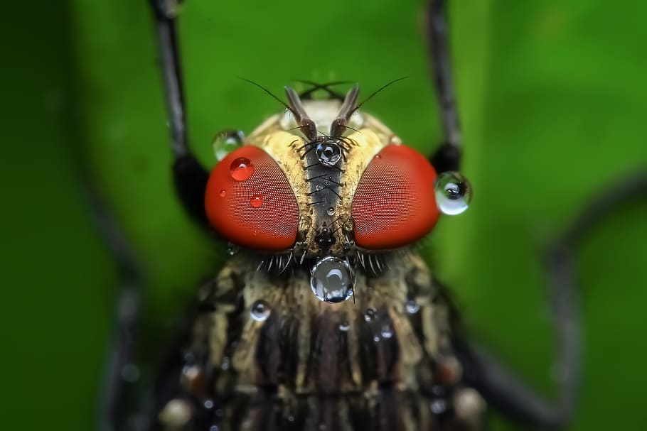 Close-up of Insect on Leaf, eyes, macro, pest, waterdrops, invertebrate HD wallpaper