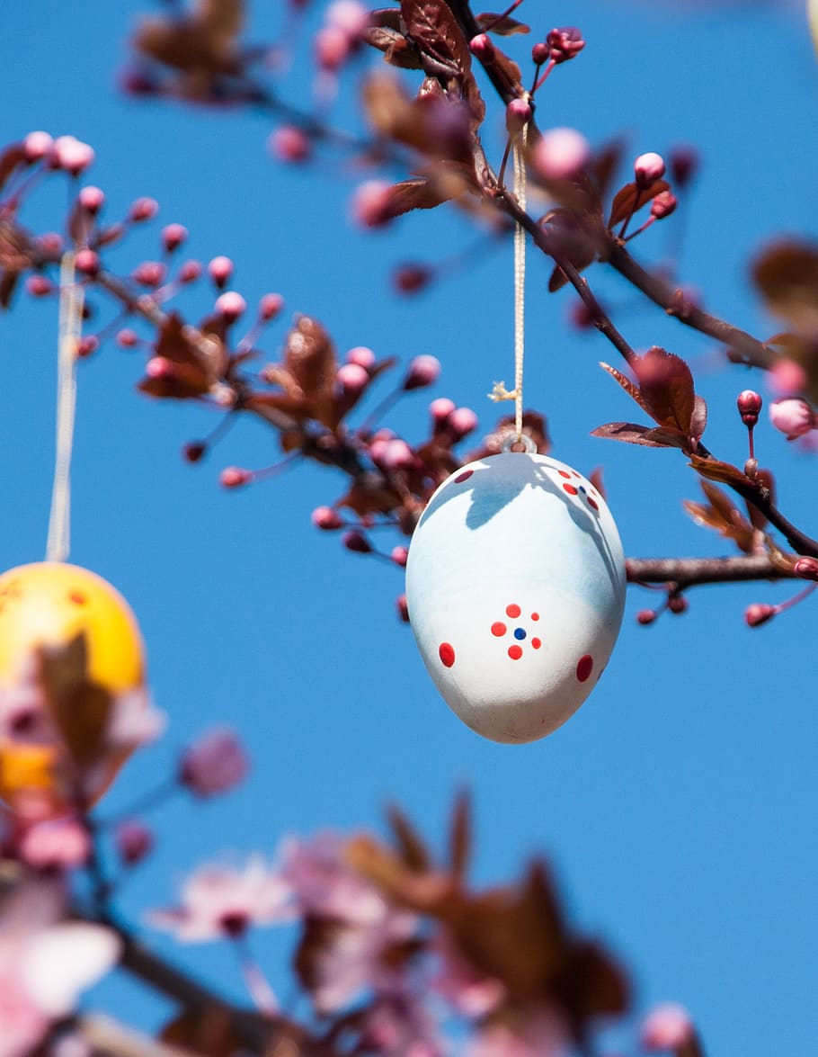 easter, easter egg, branch, blue, pink, cherry, colored, colorful HD wallpaper