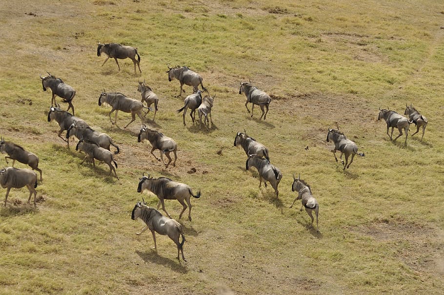 wildebeest migration, kenya, masai mara, wildlife, africa, crossing, HD wallpaper