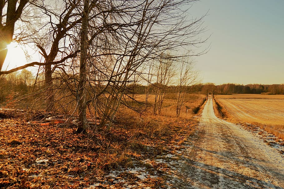 sweden, trees, forest, sun, sunlight, field, landscape, outdoor HD wallpaper