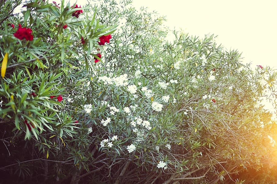 plant, flower, growth, flowering plant, nature, beauty in nature HD wallpaper