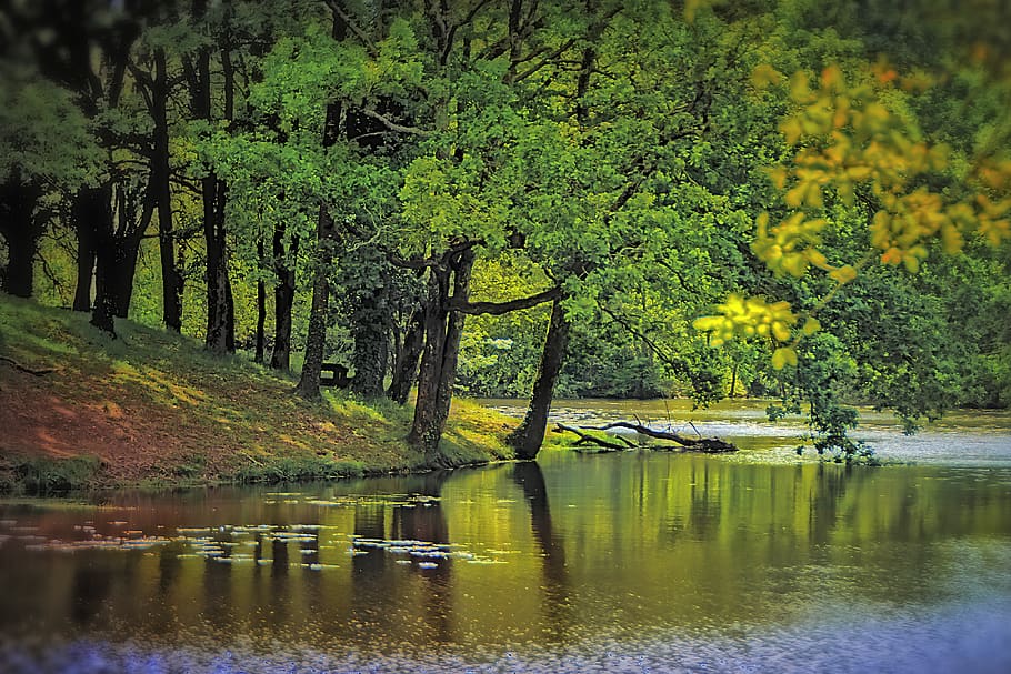 forest, lake, water, plant, tree, reflection, beauty in nature HD wallpaper