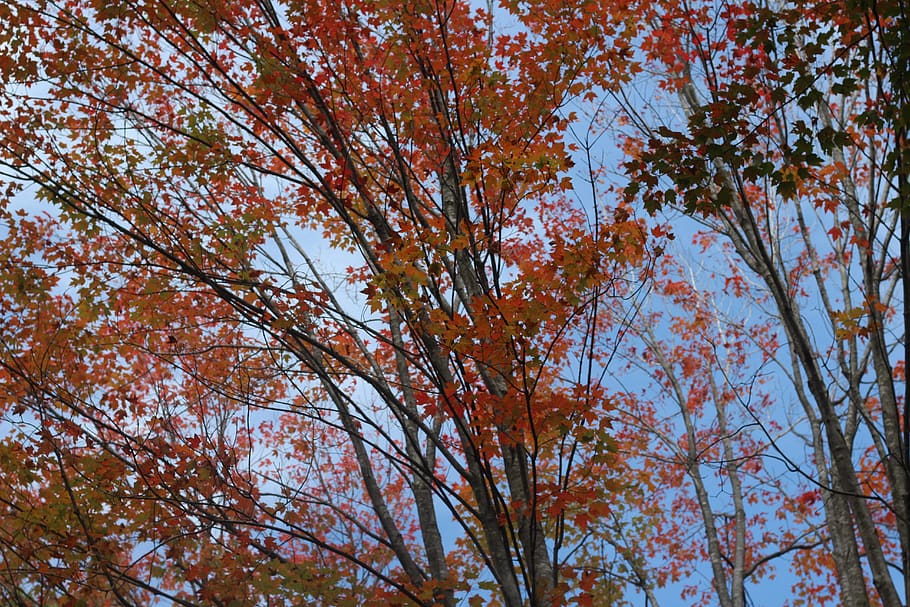 fall, colors, red, orange, yellow, trees, nature, maple, leaves HD wallpaper