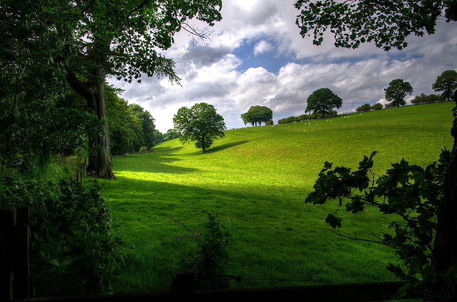 Green Hill With Tree Under White Clouds and Blue Sky during Daytime HD wallpaper