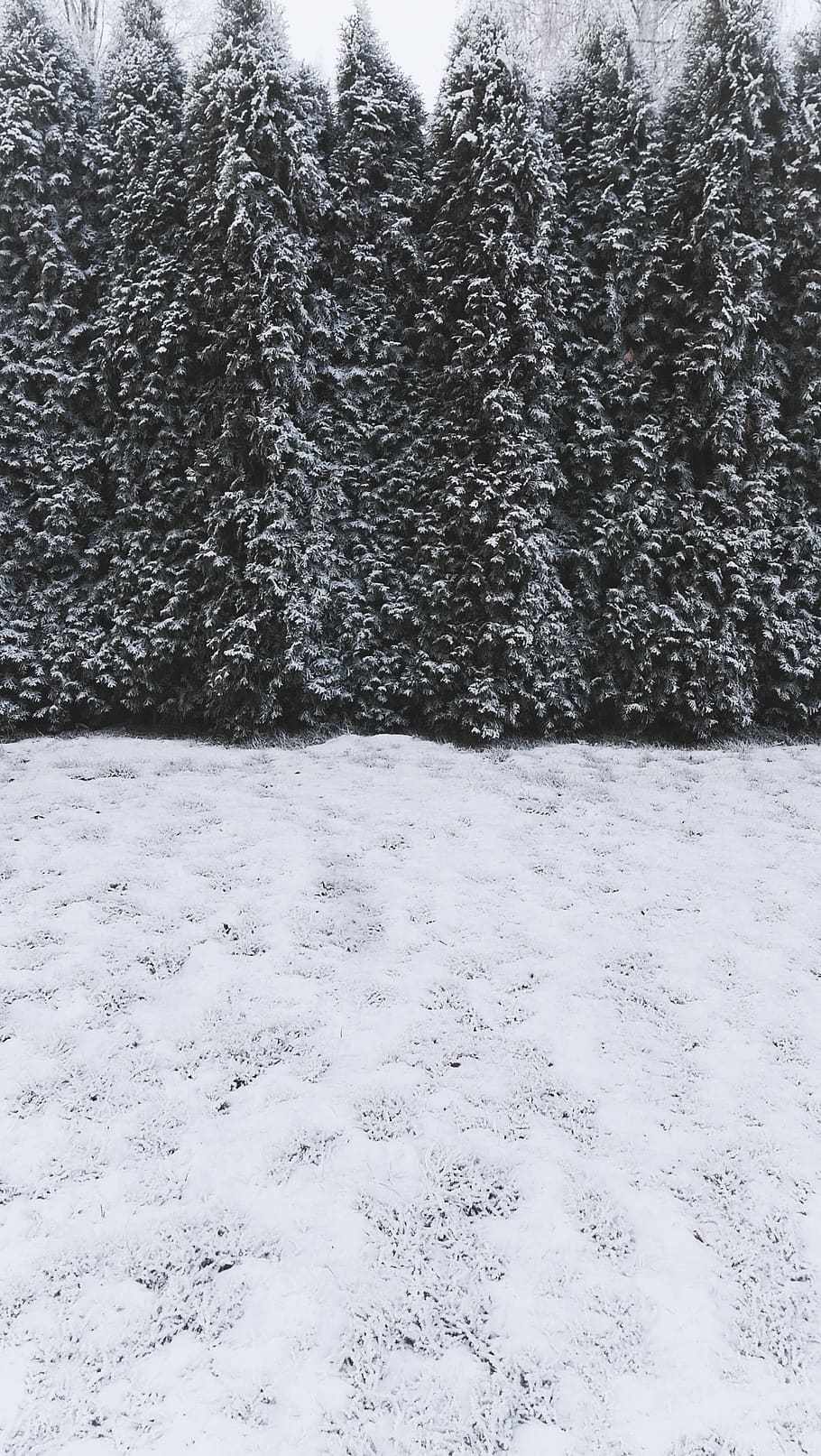 pine trees on snowfield, plant, abies, fir, conifer, spruce, outdoors HD wallpaper