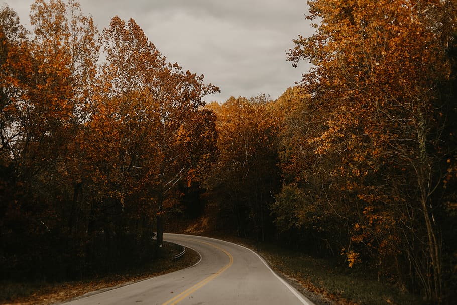 Yellow Leafed Trees Beside Park Alley, daylight, fall colors HD wallpaper
