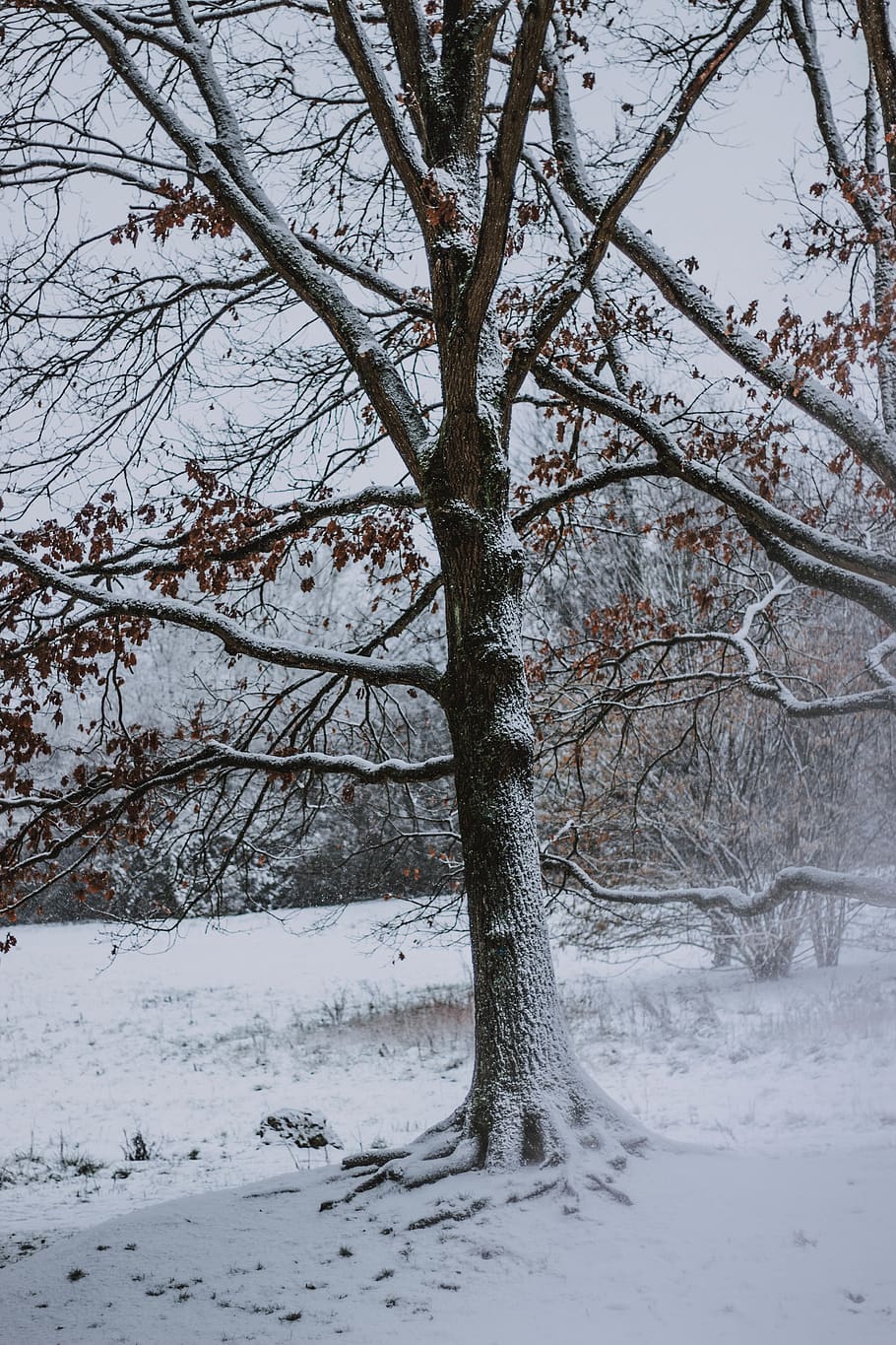 tree covered by snow during daytime, winter, cold temperature HD wallpaper