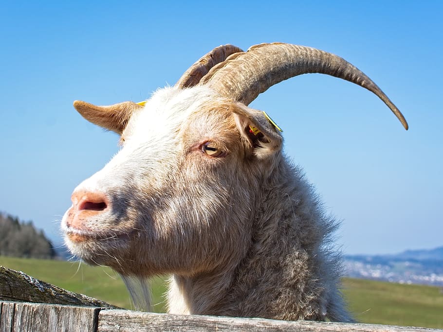 HD wallpaper: goat, bock, billy goat, horns, horned, goat buck, goat's head  | Wallpaper Flare