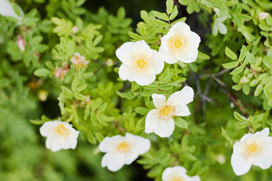 flower, con2011, nature, flowering plant, freshness, beauty in nature HD wallpaper