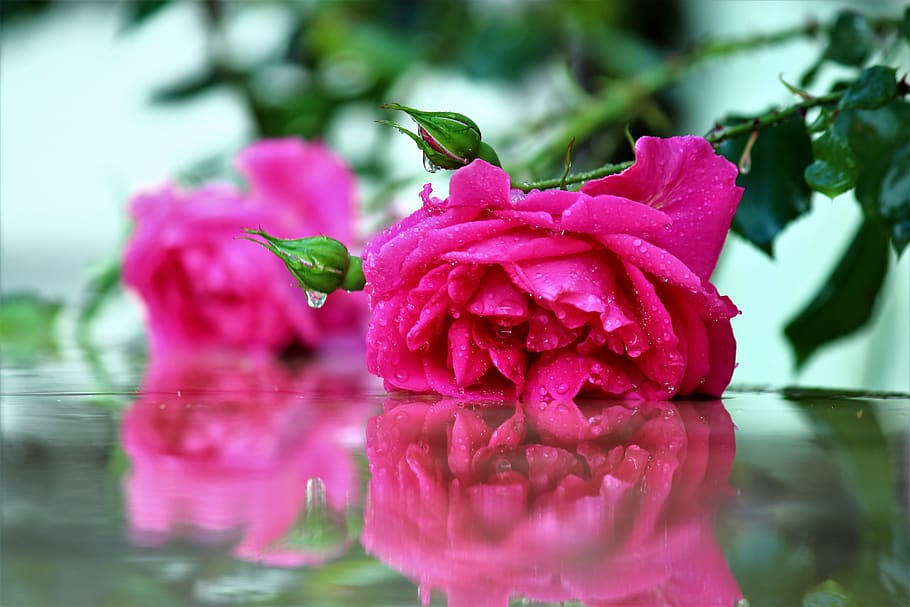 rose, after the rain, flower, flowering plant, beauty in nature HD wallpaper