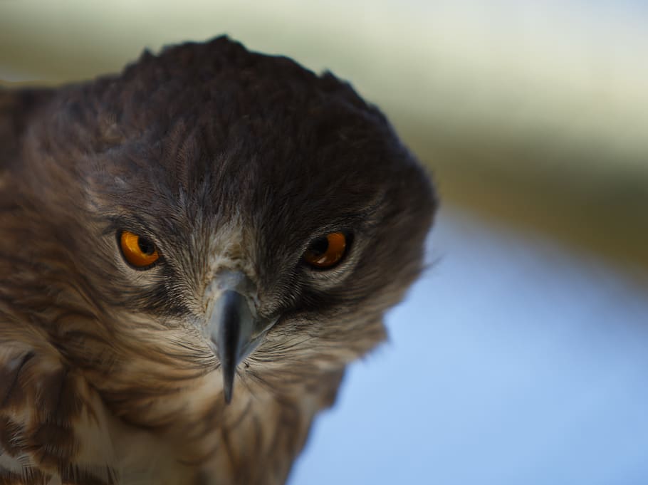 brown hawk on selective focus photography, one animal, animal themes HD wallpaper