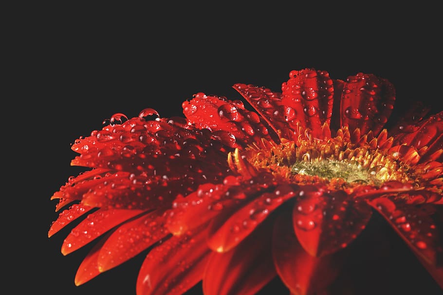 Red Flower With Water Drops, background, beautiful, black, bloom HD wallpaper