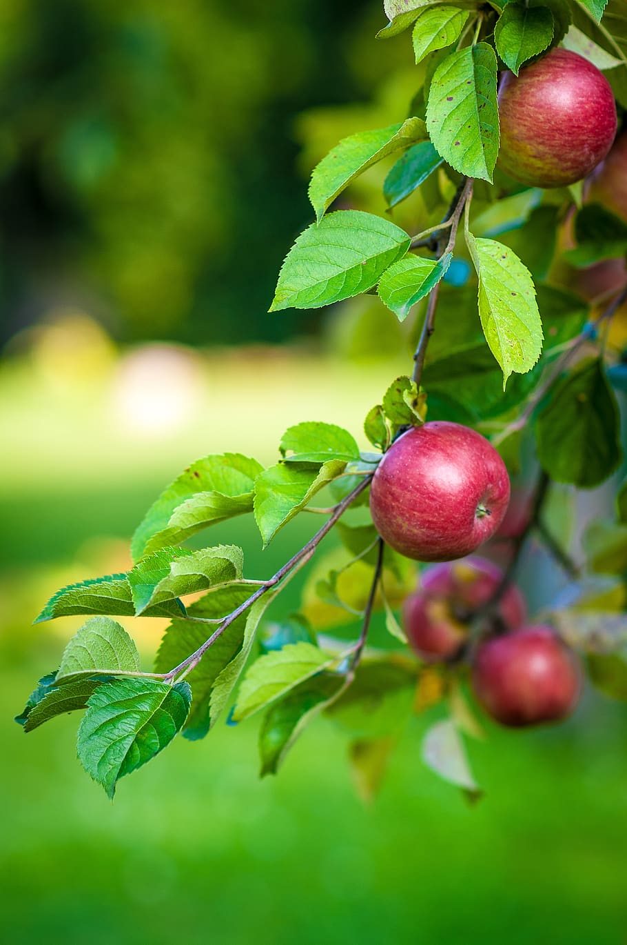 Green Leaves and Red Apple Fruit, apples, plant, tree, leaf, food and drink HD wallpaper