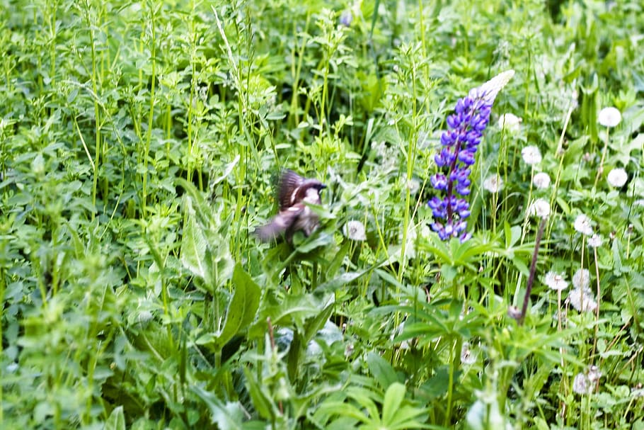 animal, bird, branch, environment, nature, plant, summer, grass HD wallpaper