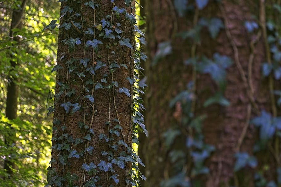 forest, tree, leave, trunk, focus, climbing plant, cortex, detaul HD wallpaper