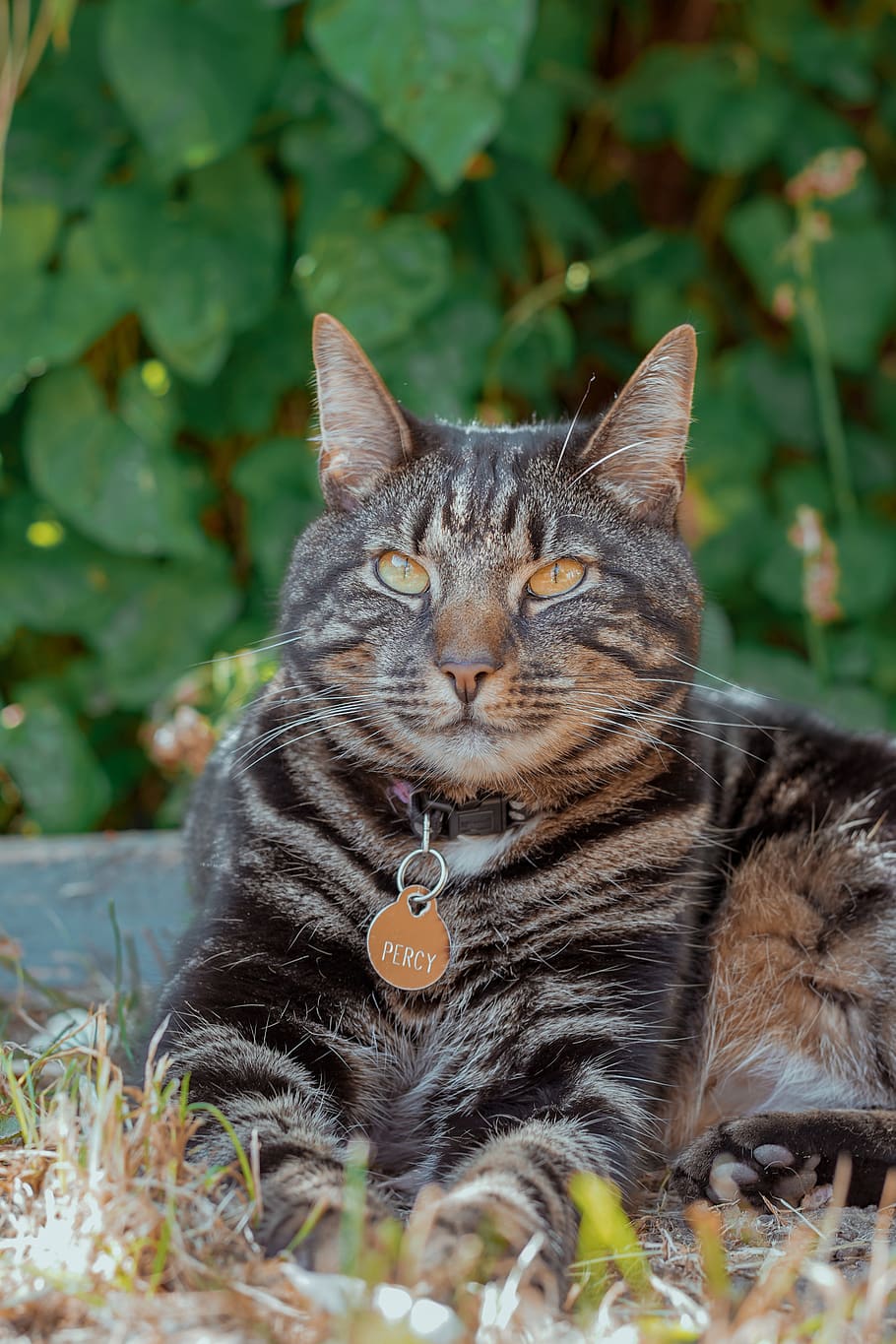 tabby, cat, tabby cat, fur, animal themes, mammal, feline, domestic animals HD wallpaper