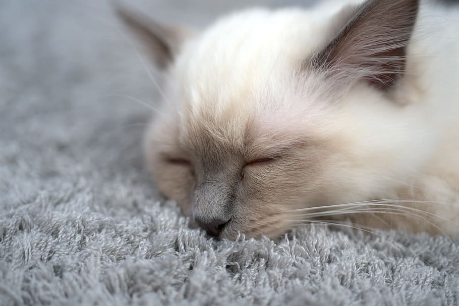 cat, breed cat, kitten, cat face, domestic cat, head, animal HD wallpaper