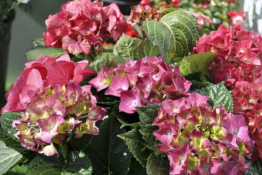 flowers, hydrangeas, pink, nature, violet, spring, green, flowering plant HD wallpaper