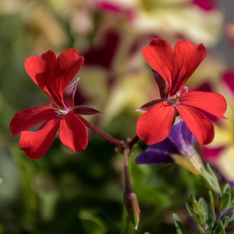 red, flowers, bloom, garden, blossom, poppy, nature, plant HD wallpaper