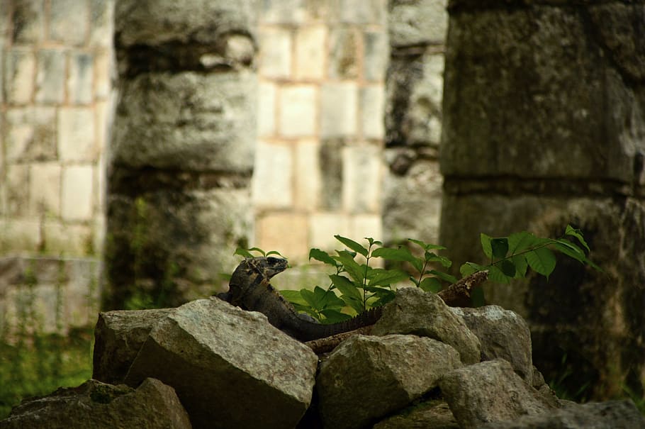 lizard, pyramids, maya, mexico, architecture, archeology, yucatan, HD wallpaper