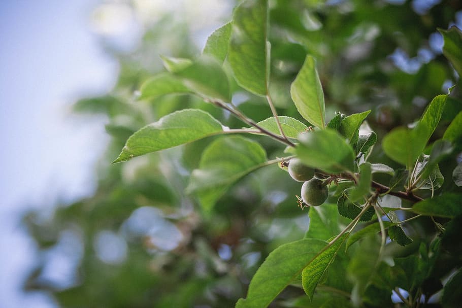 united kingdom, leaves, leaf, tree, apple tree, summer, plant part HD wallpaper