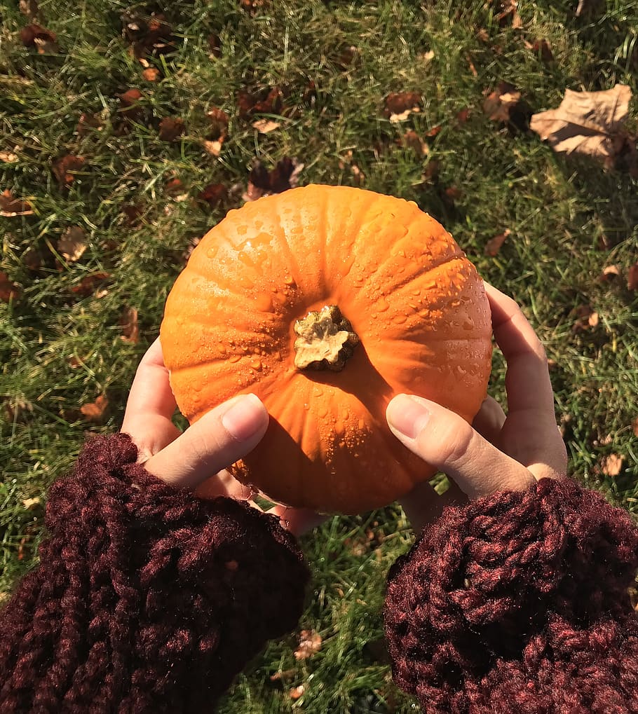 fall, leaves, leaf, pumpkin, harvest, orange, dew, autumn, food and drink HD wallpaper