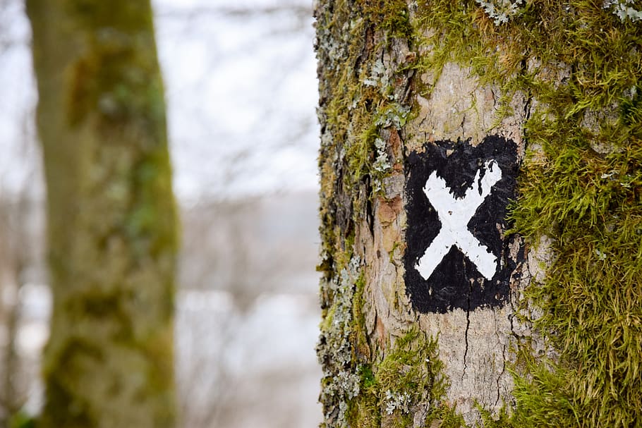 tree, grass, nature, mark, letter, paint, art, trunk, tree trunk HD wallpaper