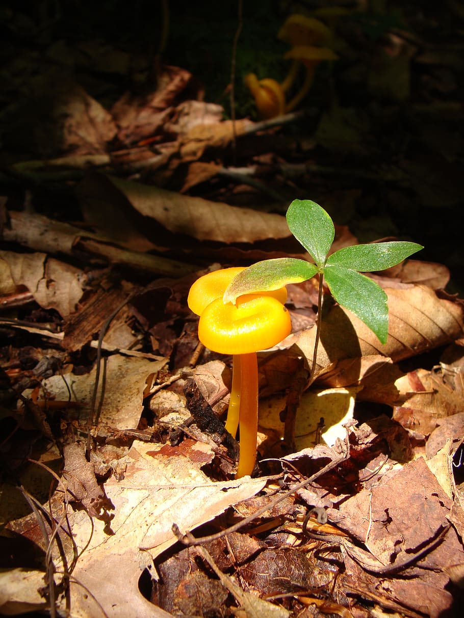 toadstool, mushroom, forest, woods, pennsylvania, leaf, plant part HD wallpaper