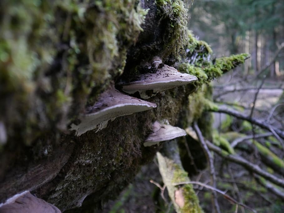 mushroom, plant, tree, trunk, close-up, tree trunk, growth HD wallpaper