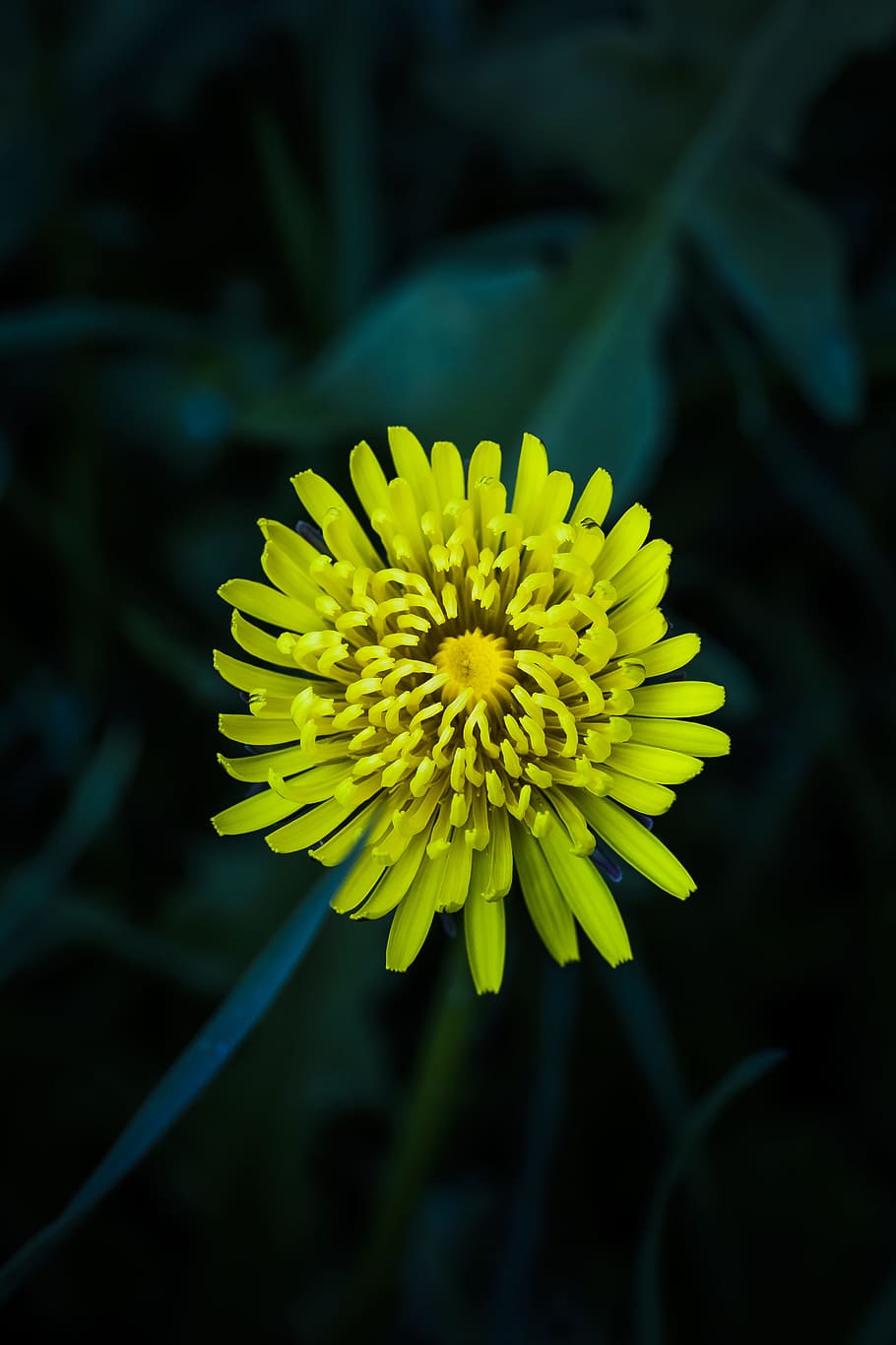 Yellow Petaled Flower Selective-focus Photography, beautiful HD wallpaper