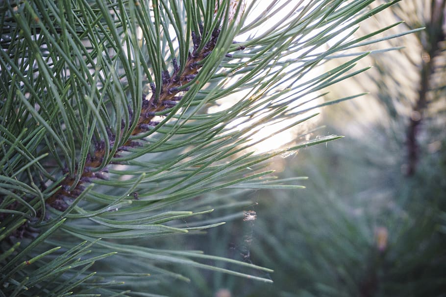 tree, sunset, pine, pine needle, plant, growth, beauty in nature HD wallpaper