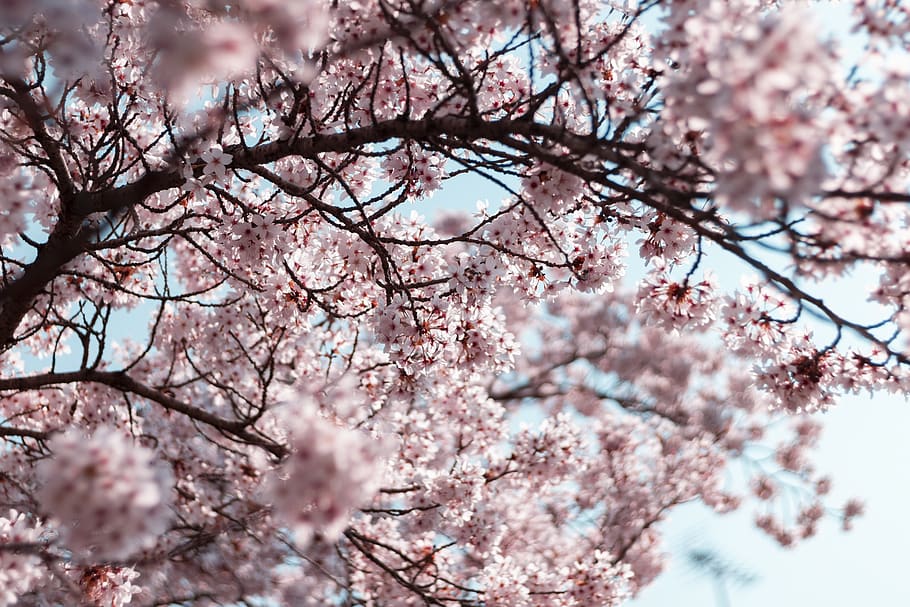 pink Cherry Blossom, tree, flowering plant, branch, pink color HD wallpaper