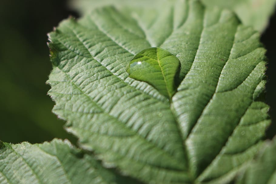 leaf, water, droplet, rain drop, greenery, nature, close up HD wallpaper