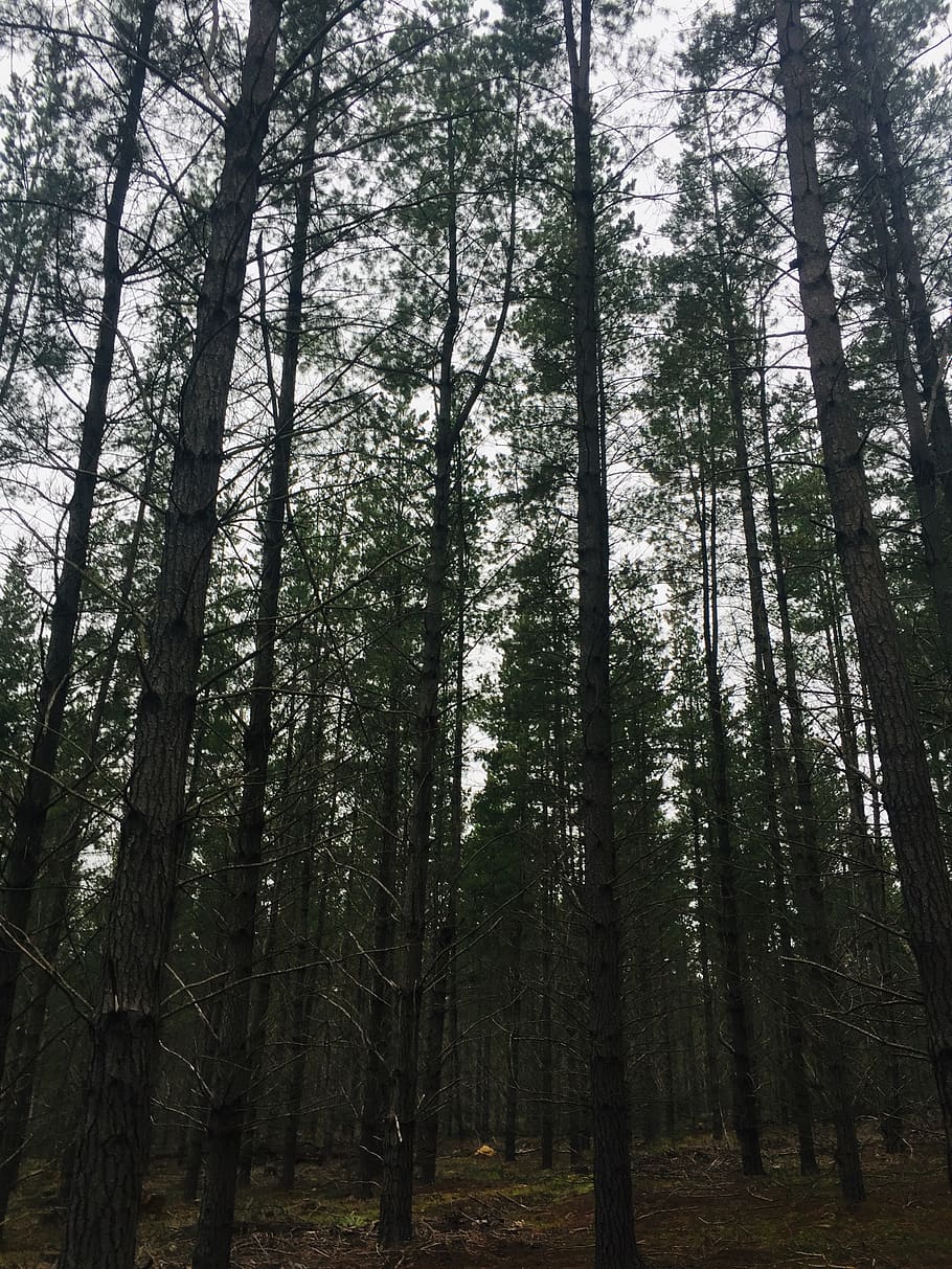 Low Angle Photography of Tall Trees, daylight, environment, forest HD wallpaper