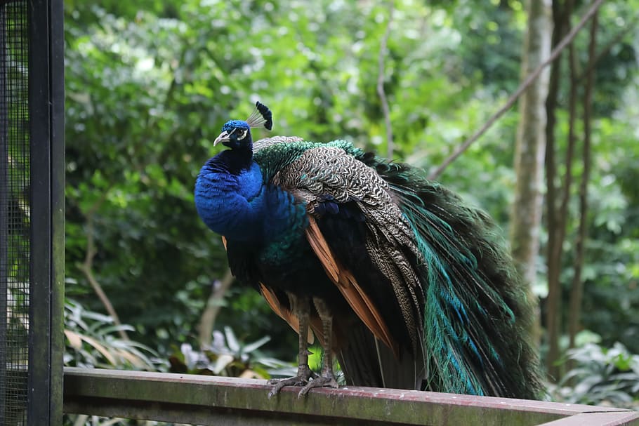 Пекокка peacockii. Facts about Peacock.