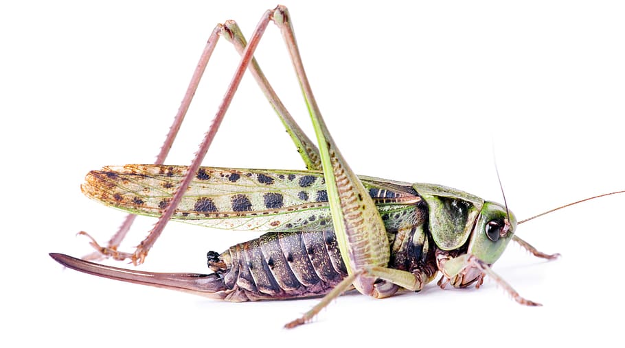 antenna, bug, copyspace, grasshopper, green, indoors, insect HD wallpaper