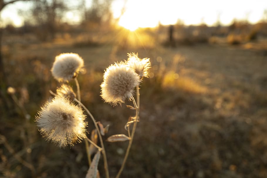 mongolia, ulgii, plant, growth, focus on foreground, nature HD wallpaper