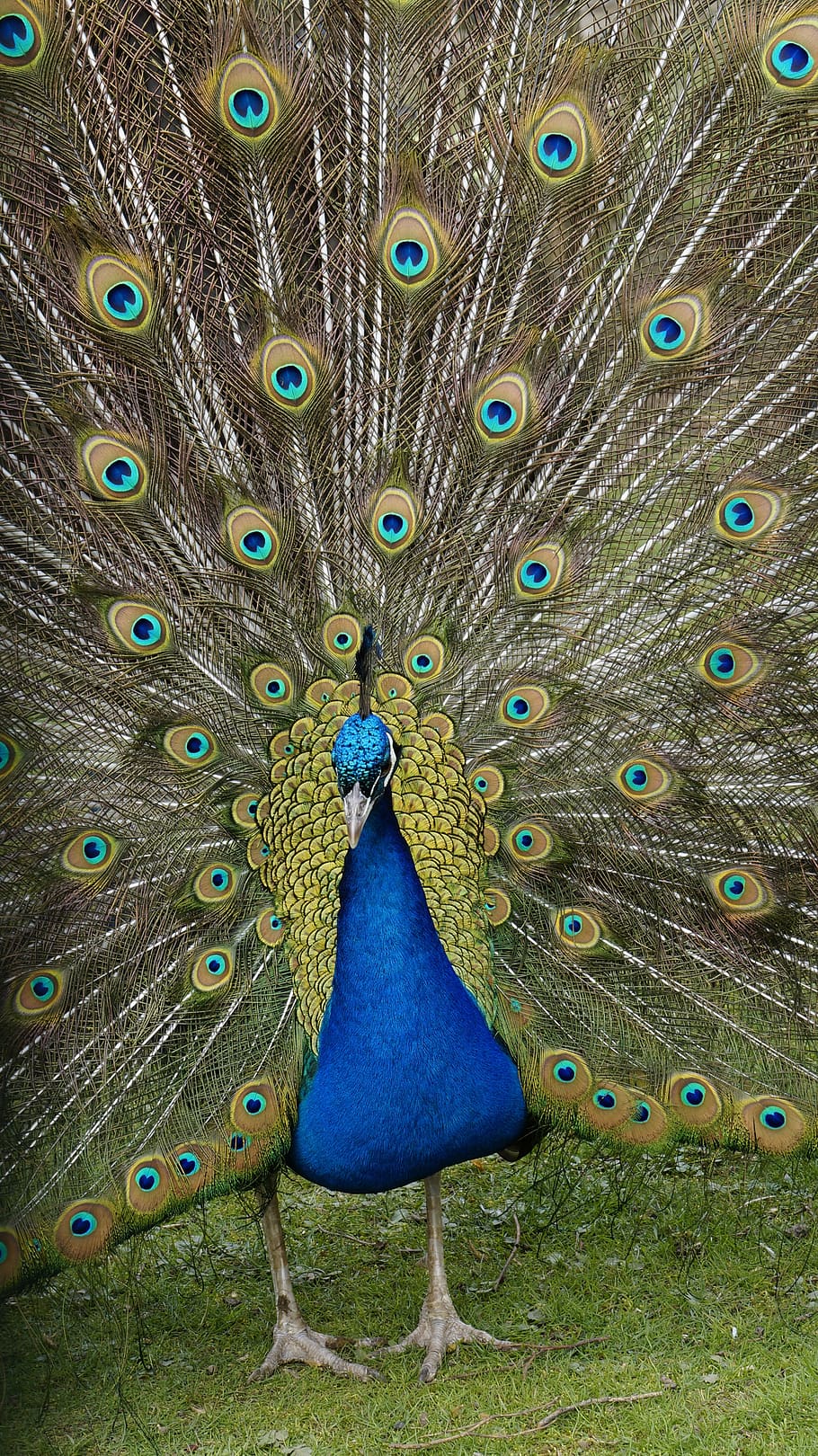 peacock, spring, nature, plumage, magic, bird, peacock feather HD wallpaper
