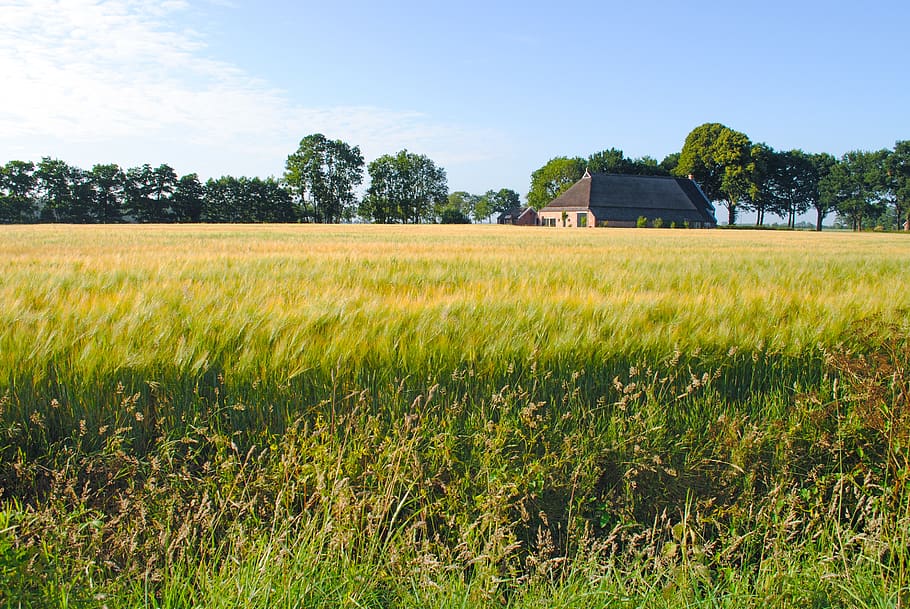 farm, field, wheat, summer, rural, countryside, grass, nature HD wallpaper