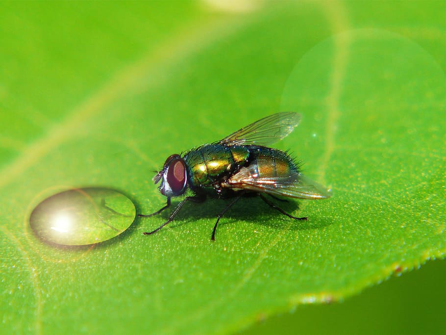 macro, fly, insect, animal, wild, nature, graphic, graphical HD wallpaper