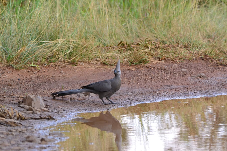 bird, water, reflection, nature, wildlife, animal themes, animals in the wild HD wallpaper