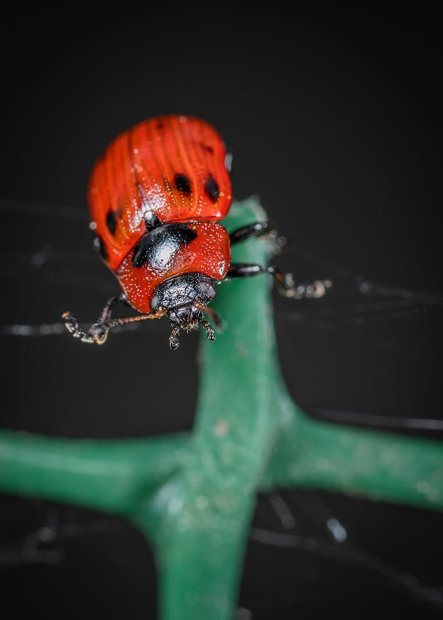 Ladybug on Green Leaf Plant, animal, beetle, blur, close-up, color HD wallpaper