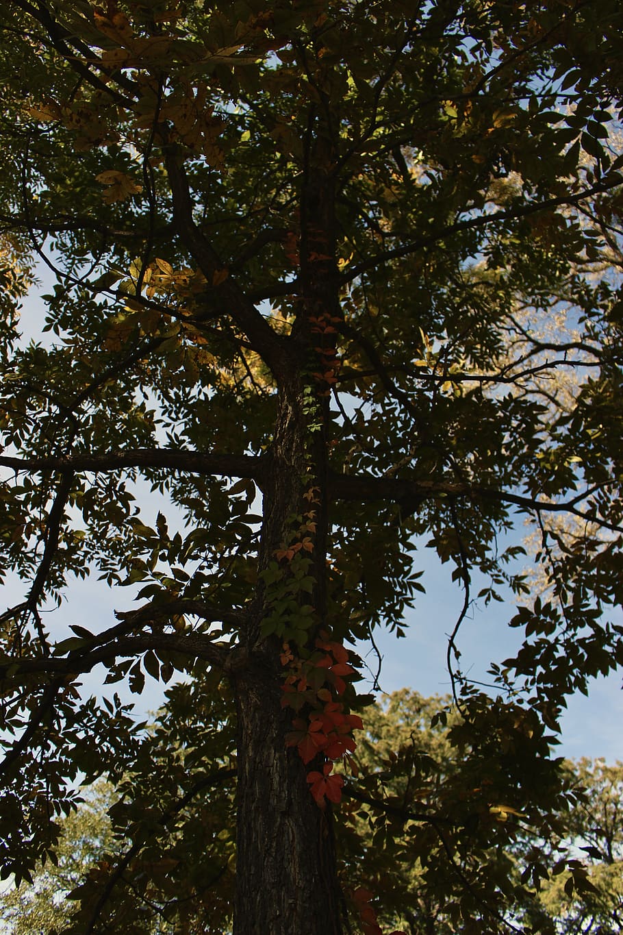 tree, plant, growth, low angle view, no people, tranquility HD wallpaper