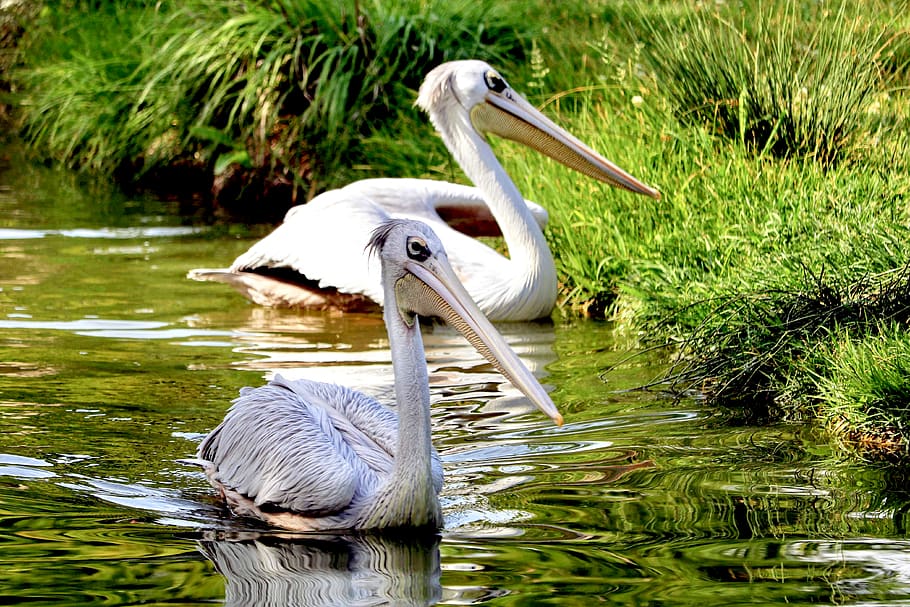 two white pelican birds on body of water, animals in the wild