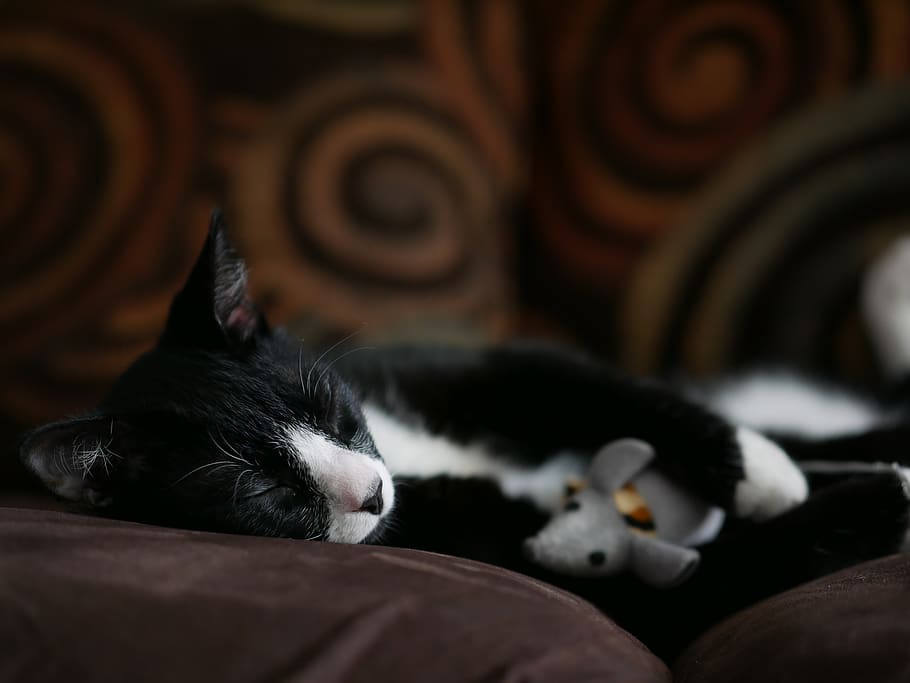 Black Tuxedo Cat Sleeping on Sofa, adorable, animal, animal photography, HD wallpaper