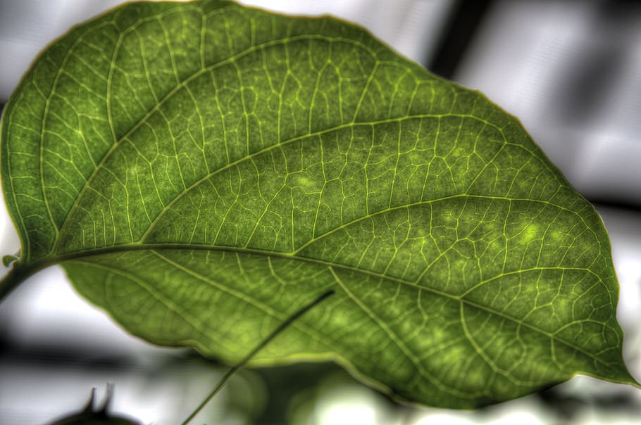 leaf, green, plant, macro, vein, leaves, veins, plant part HD wallpaper