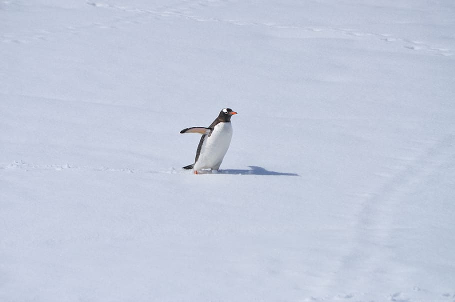 white and black penguin, animal, bird, antarctica, snow, cold HD wallpaper