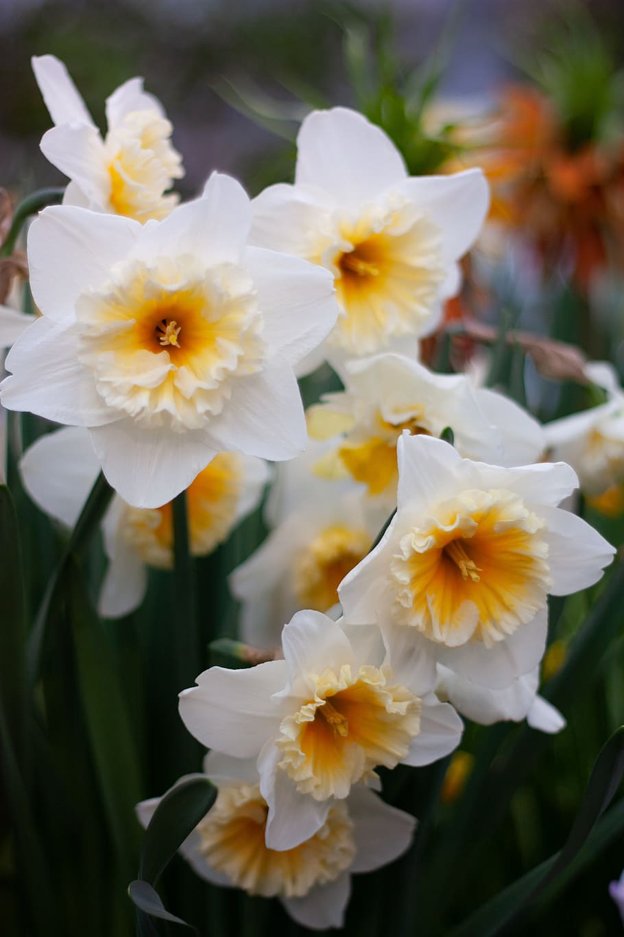 narcissus, flower, spring, garden, daffodils, white, flora, HD wallpaper