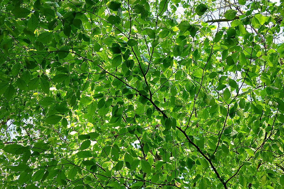 leaf, foliage, branch, tree, green, texture, pattern, summer HD wallpaper